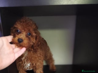 Caniche Toy perros - Anuncio 1