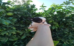 Chihuahua perros en venta: Chihuahua toy  - Imagen 1