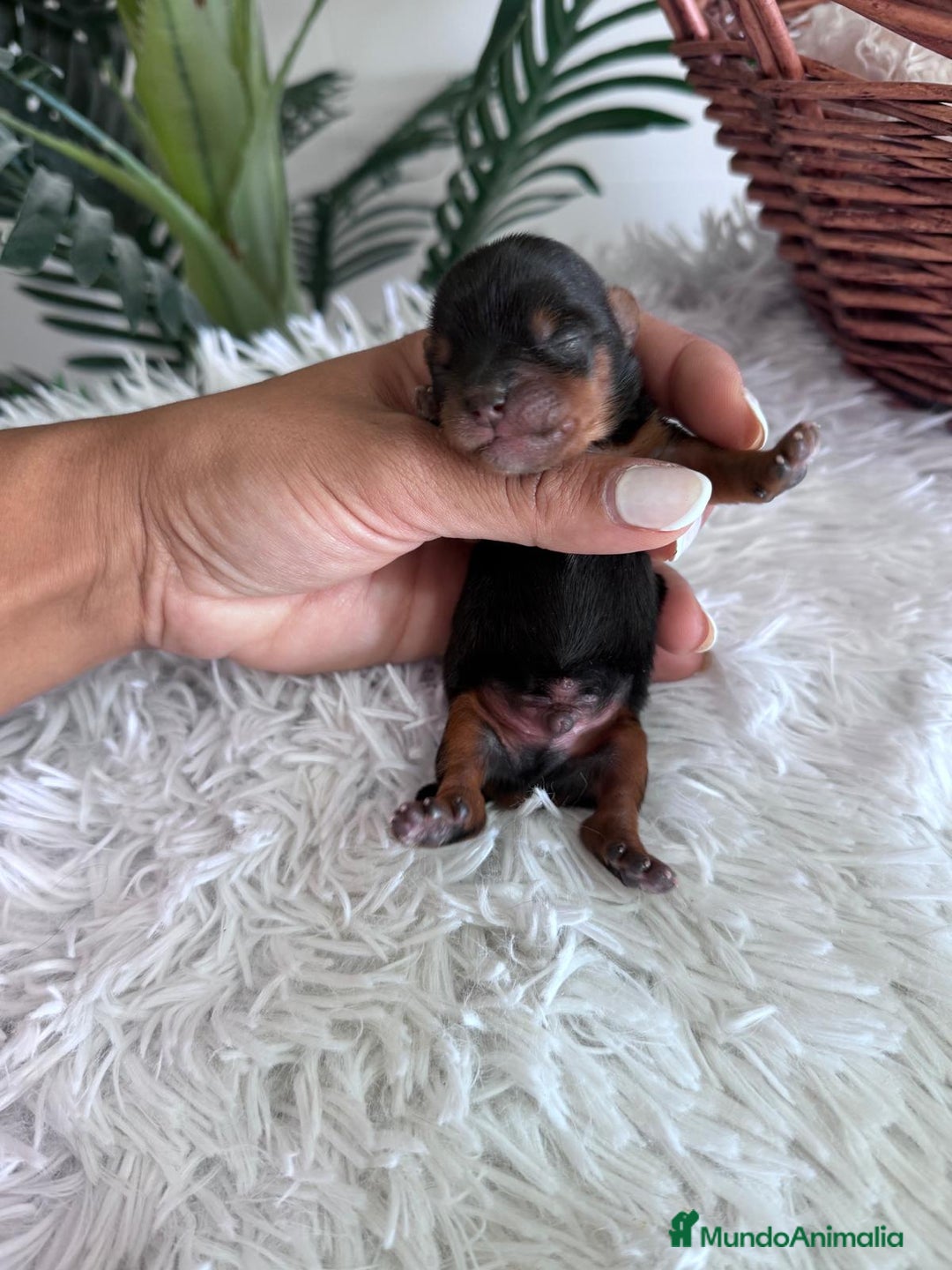 Yorkshire Terrier perros en venta: YORKSHIRE TERRIER MACHO  - Imagen 4