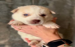 Husky Siberiano perros en venta: Husky de ojos azules  en Barcelona - Imagen 4