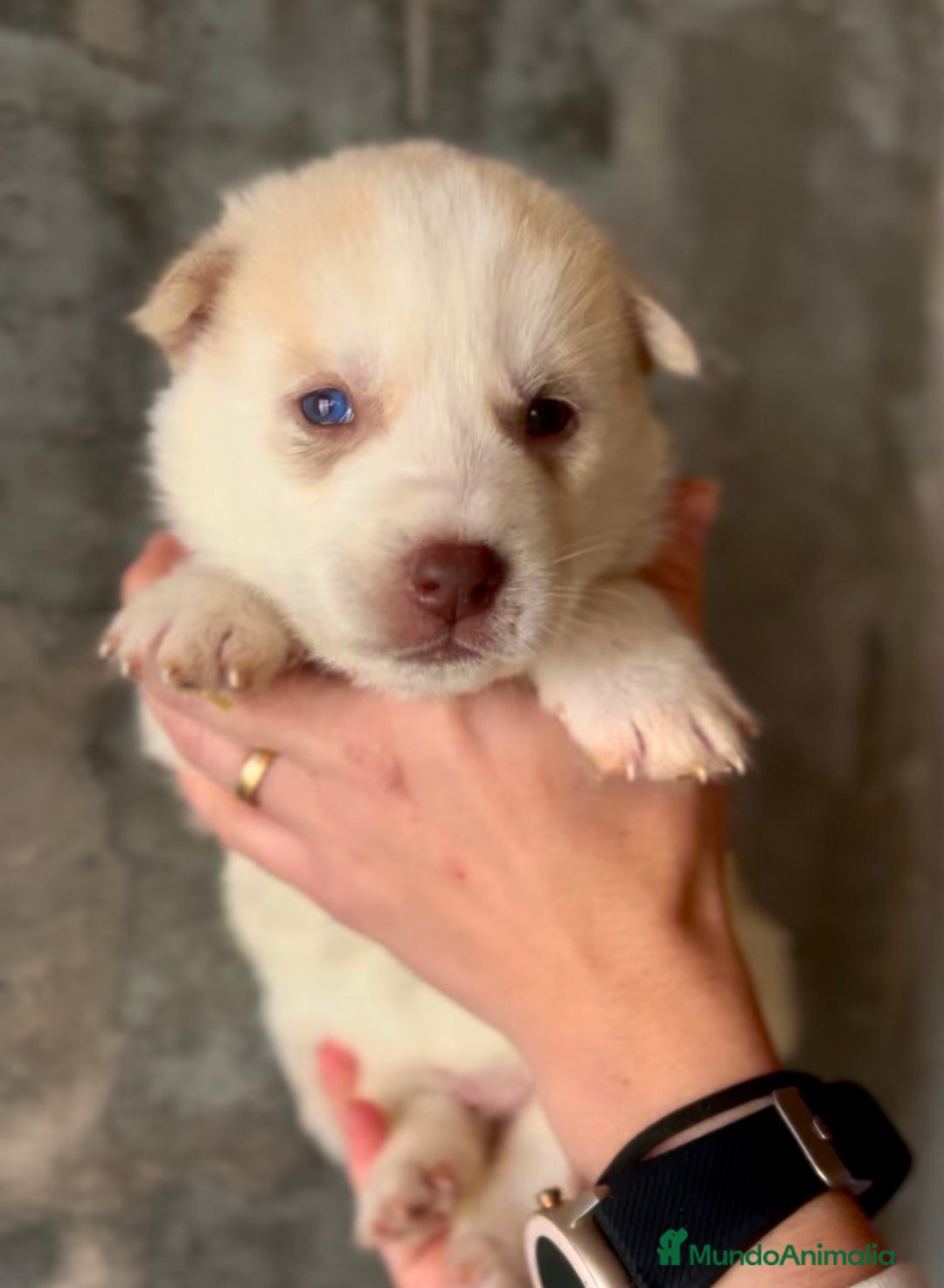 Husky Siberiano perros en venta: Husky de ojos azules  en Barcelona - Imagen 4