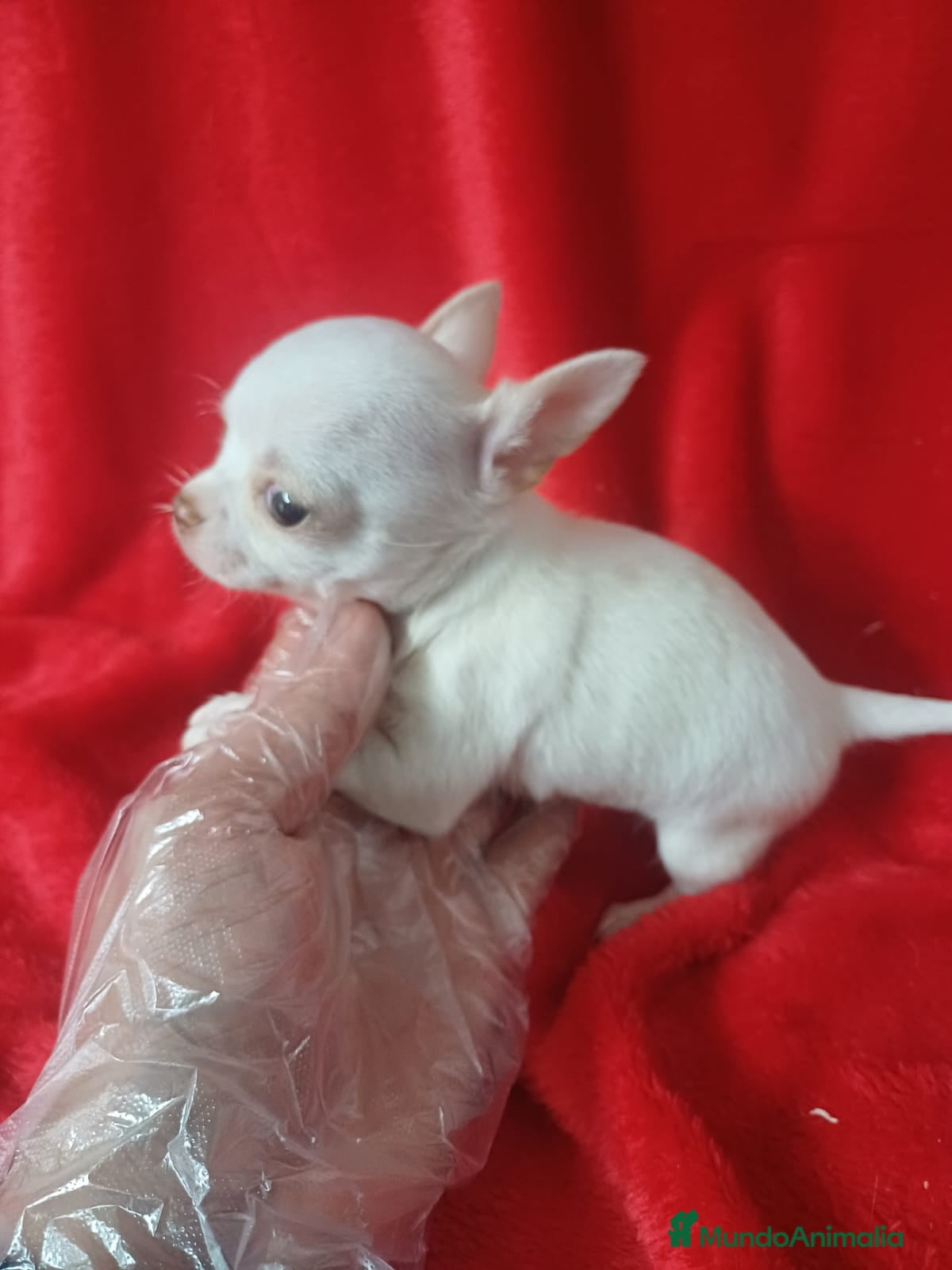 Chihuahua perros Chihuahua Mini  - Anuncio 2