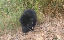 Perro Lobo Checoslovaco perros en venta: Perro lobo bajo contenido - Imagen 9