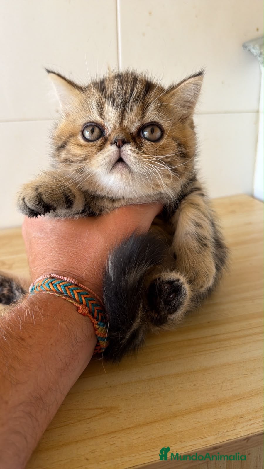 Exótico de Pelo Corto gatos Exótico macho💙🐾 - Anuncio 1