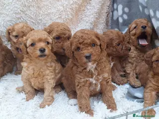 Caniche Toy perros Caniche toy disponible - Anuncio 2