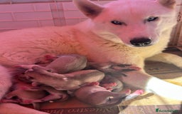 Husky Siberiano perros en venta: HUSKY - Imagen 1