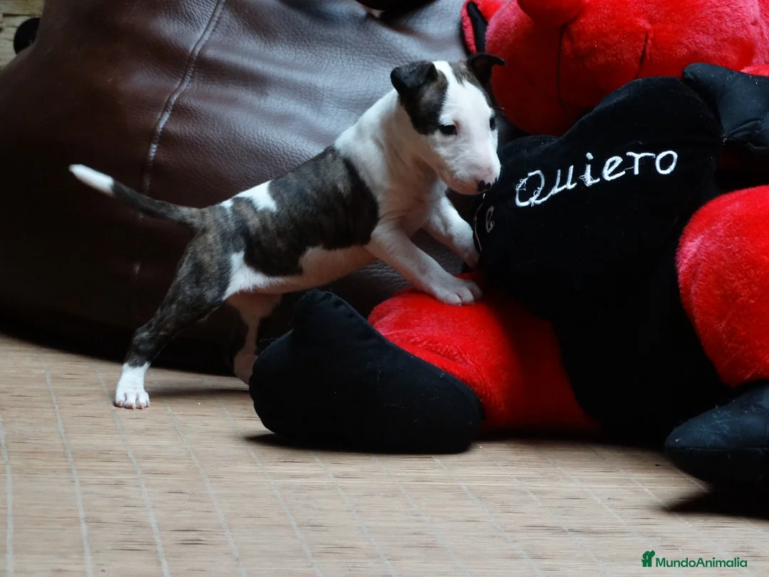 Bull Terrier perros en venta: BULL TERRIER - Anuncio 6