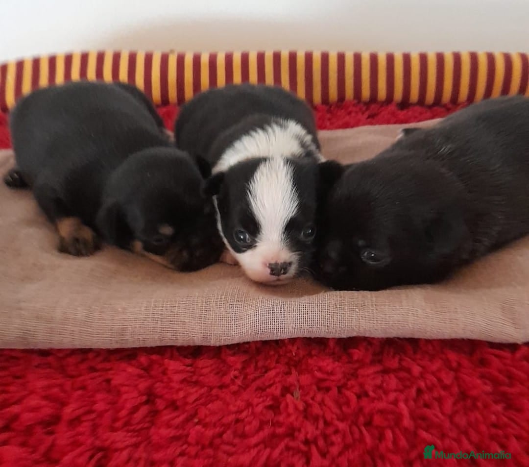 Chihuahua perros en venta: Cachorros chihuahua cabeza de manzana - Imagen 6