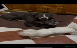 Raza Mixta perros en venta: Cruce de american bully  - Imagen 5