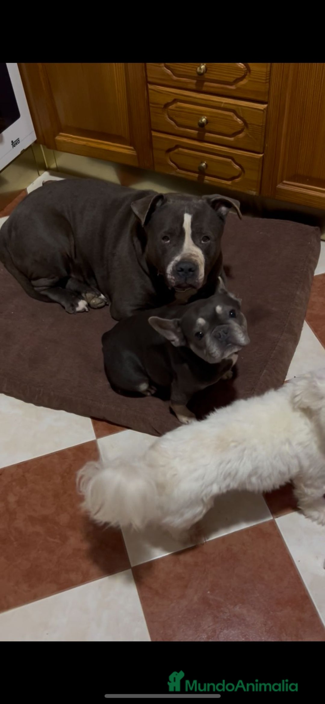 Raza Mixta perros en venta: Cruce de american bully  - Imagen 5