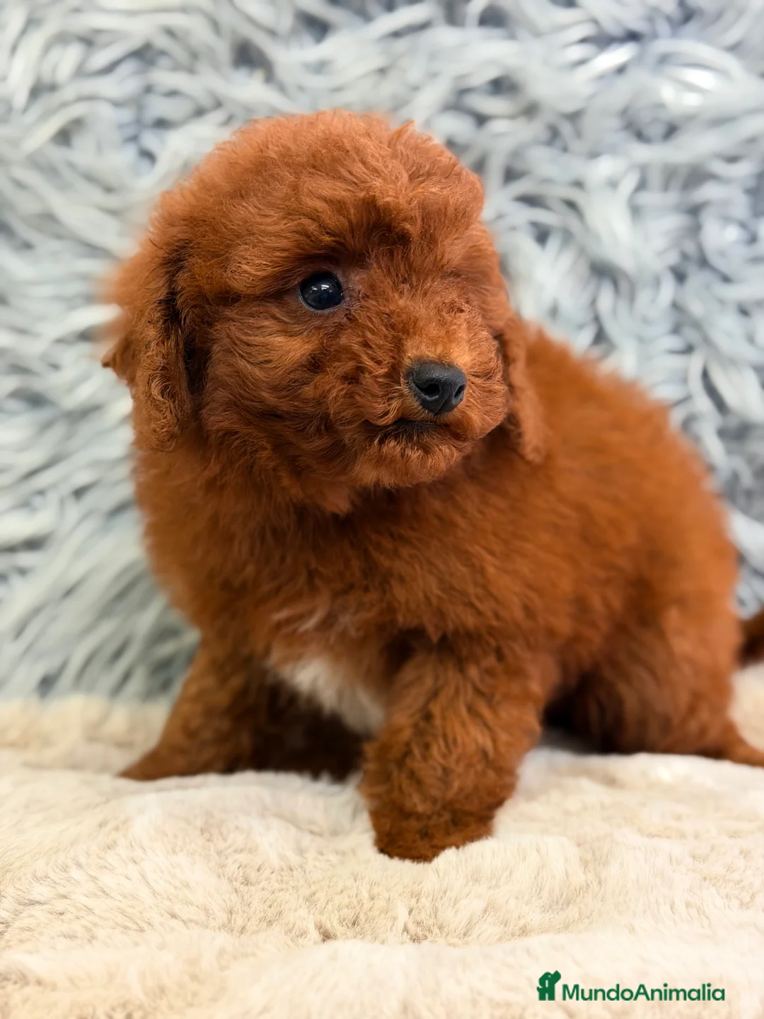 Caniche Enano perros en venta: Caniche pimentón  - Anuncio 2