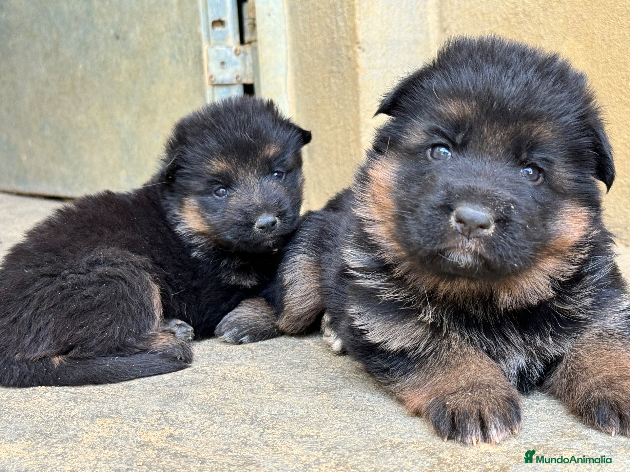 Pastor Alemán perros CACHORROS DE PASTOR ALEMAN - Anuncio 2