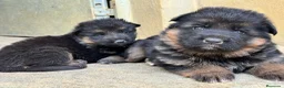 Pastor Alemán perros en venta: CACHORROS DE PASTOR ALEMAN - Anuncio 1