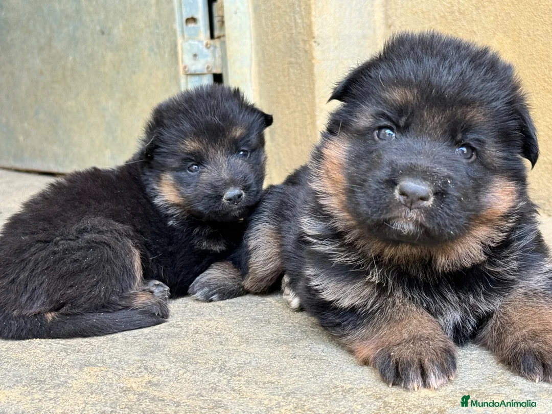 Pastor Alemán perros en venta: CACHORROS DE PASTOR ALEMAN - Anuncio 1