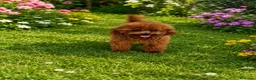 Caniche Toy perros en venta: Cachorros de Caniche Toy rojo pimentón - Anuncio 4