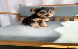 Yorkshire Terrier perros en venta: Yorkshire toy - Imagen 4
