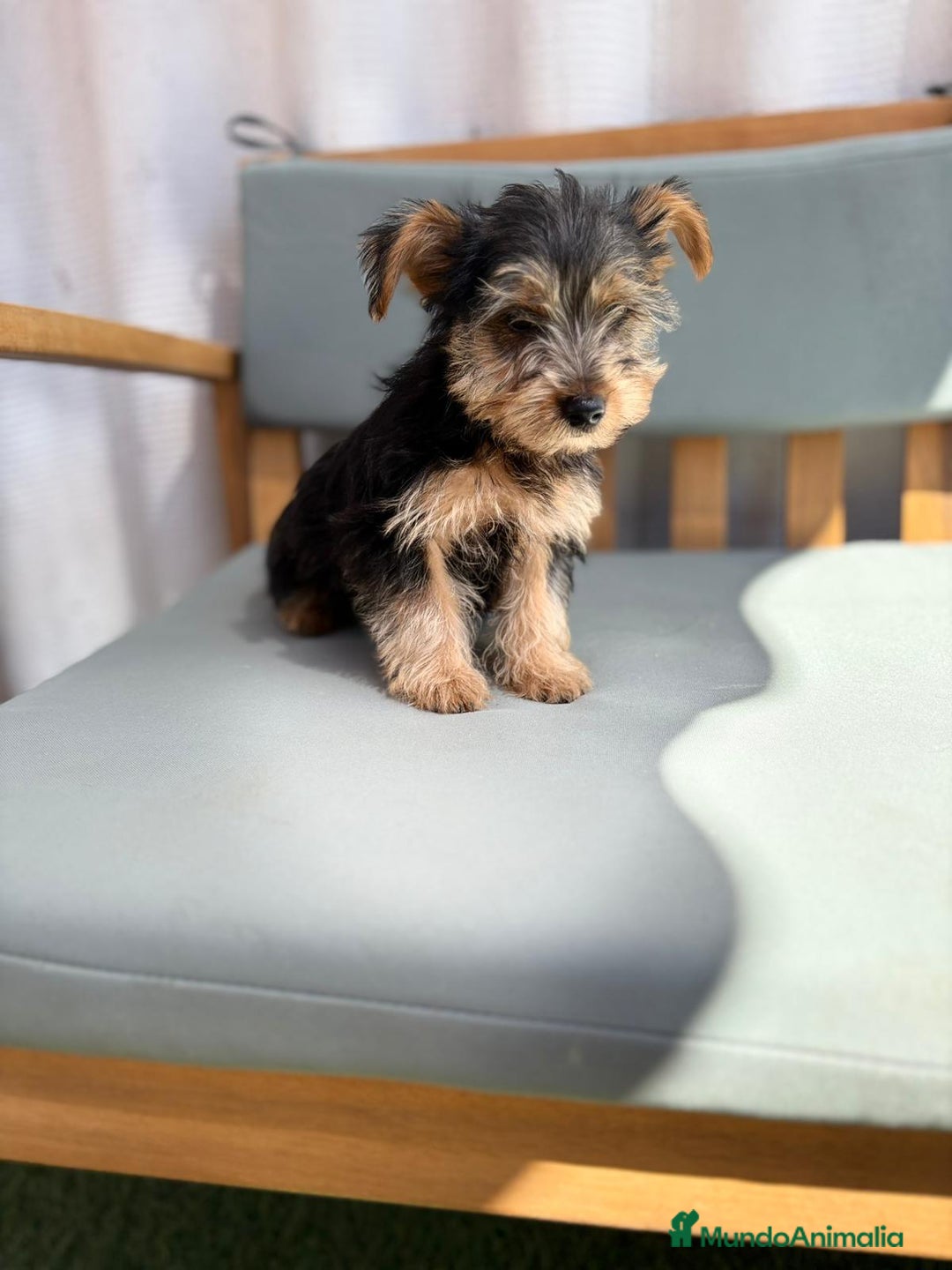 Yorkshire Terrier perros en venta: Yorkshire toy - Imagen 4