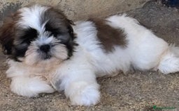 Shih Tzu perros en venta: CACHORRITOS DE SHIH TZU - Imagen 4