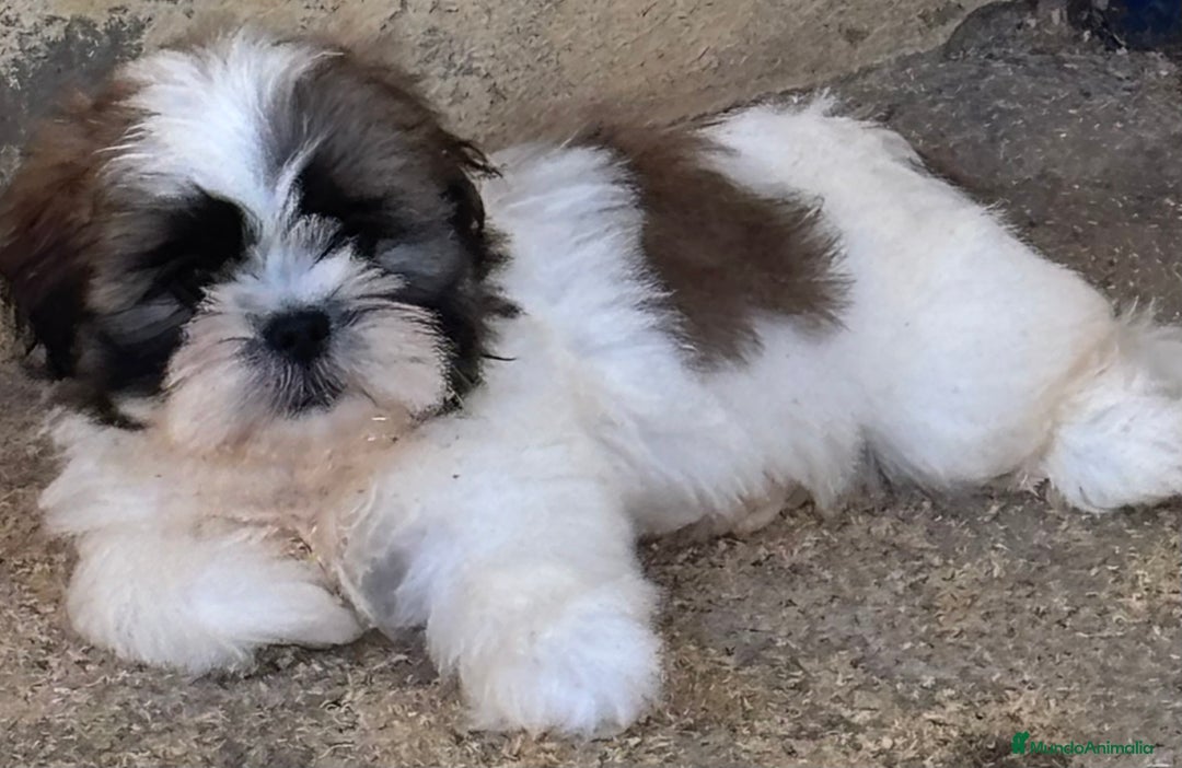 Shih Tzu perros en venta: CACHORRITOS DE SHIH TZU - Imagen 4