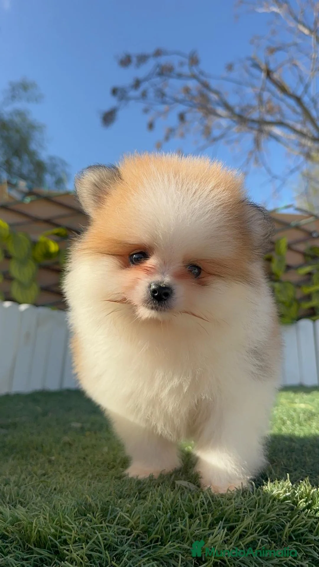 Pomerania perros en venta: POMERANIA - Anuncio 6