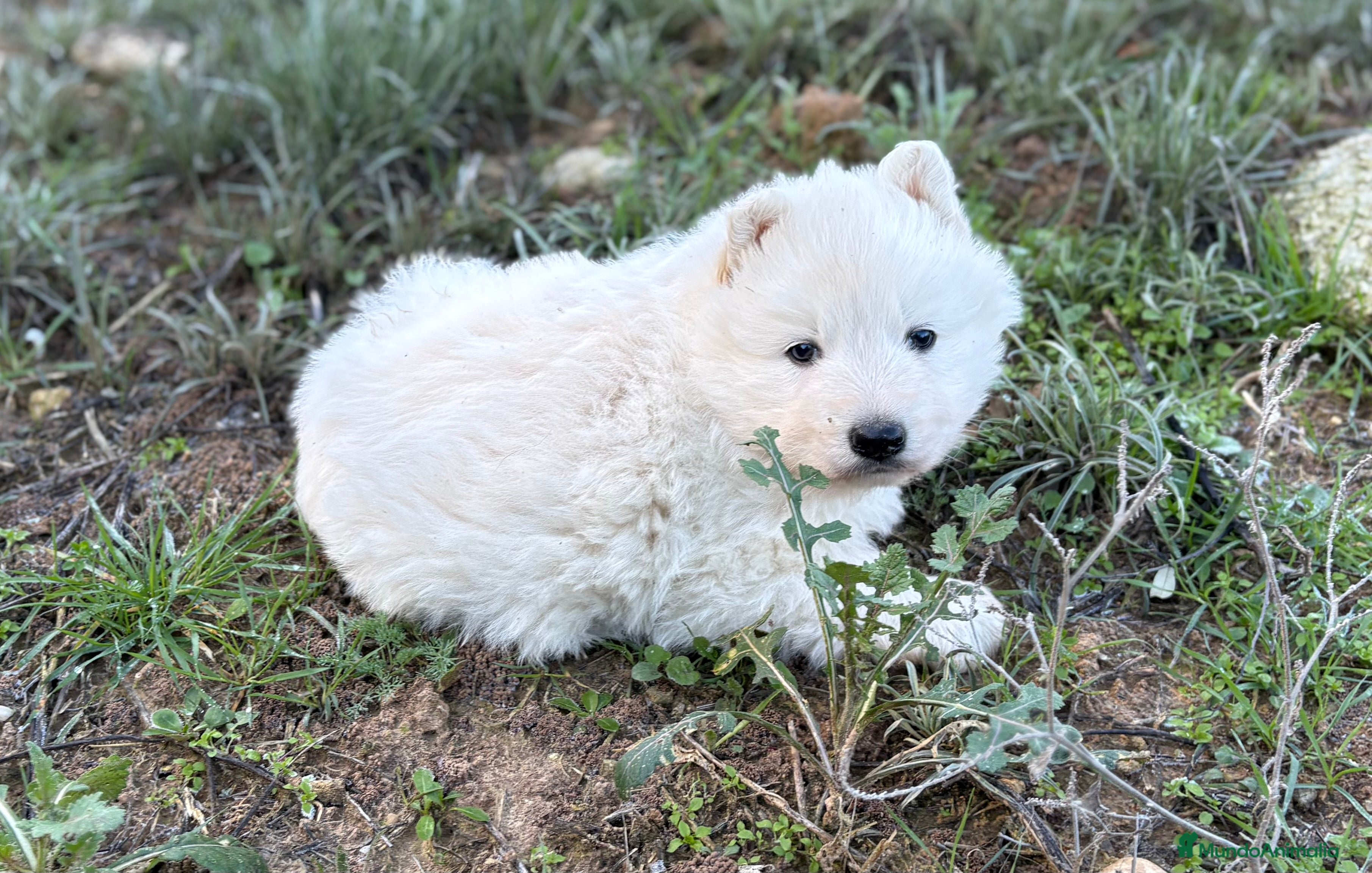 Pastor Blanco Suizo perros Precioso pastor suizo con super pedigree 🐾🐾 - Anuncio 1