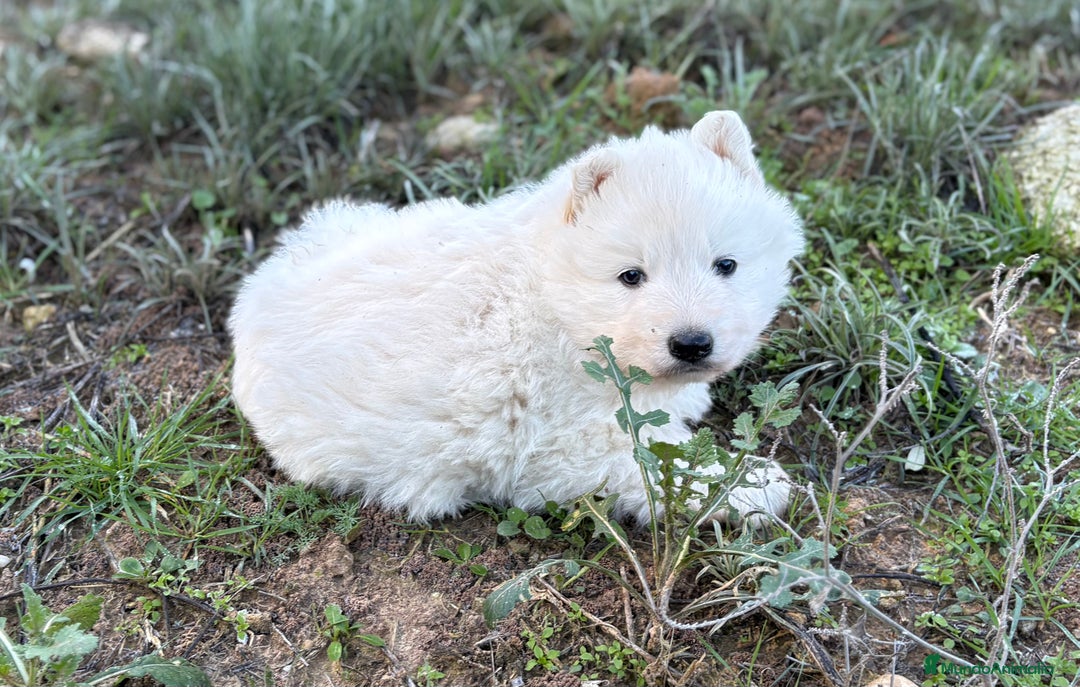 Pastor Blanco Suizo perros en venta: Precioso pastor suizo con super pedigree 🐾🐾 - Anuncio 1