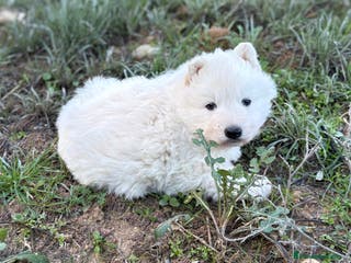 Pastor Blanco Suizo perros Precioso pastor suizo con super pedigree 🐾🐾 - Anuncio 1