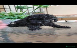 Caniche Toy perros en venta: Última hembra mini toy !!!caniche  - Anuncio 5