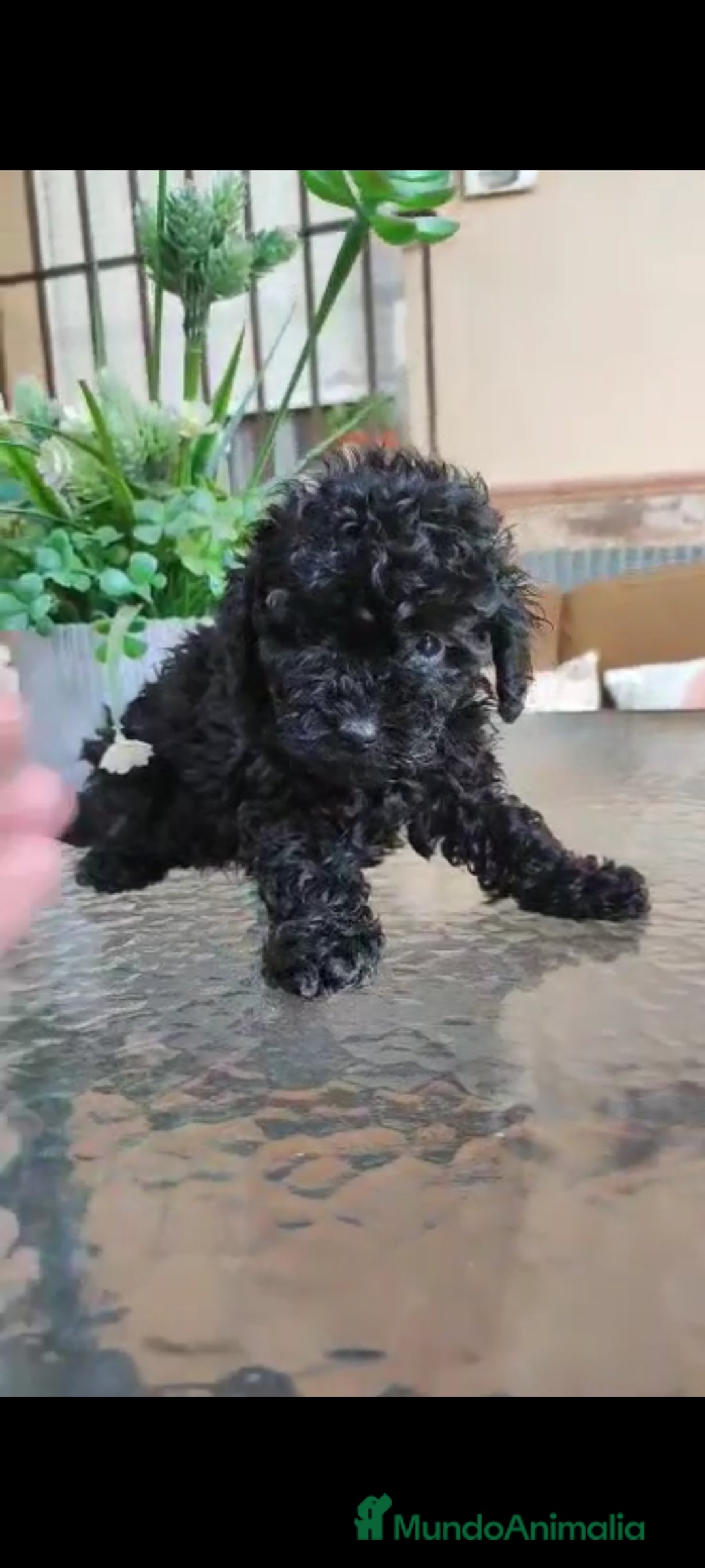 Caniche Toy perros en venta: Última hembra mini toy !!!caniche  - Anuncio 5