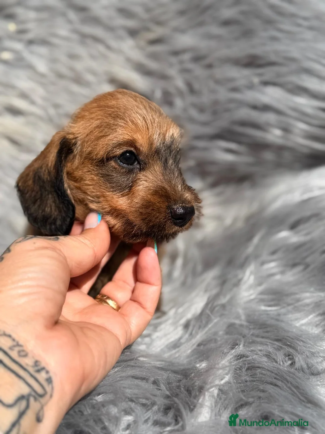 Teckel Miniatura perros en venta: TECKEL MINIATURA PELO DURO - Anuncio 6