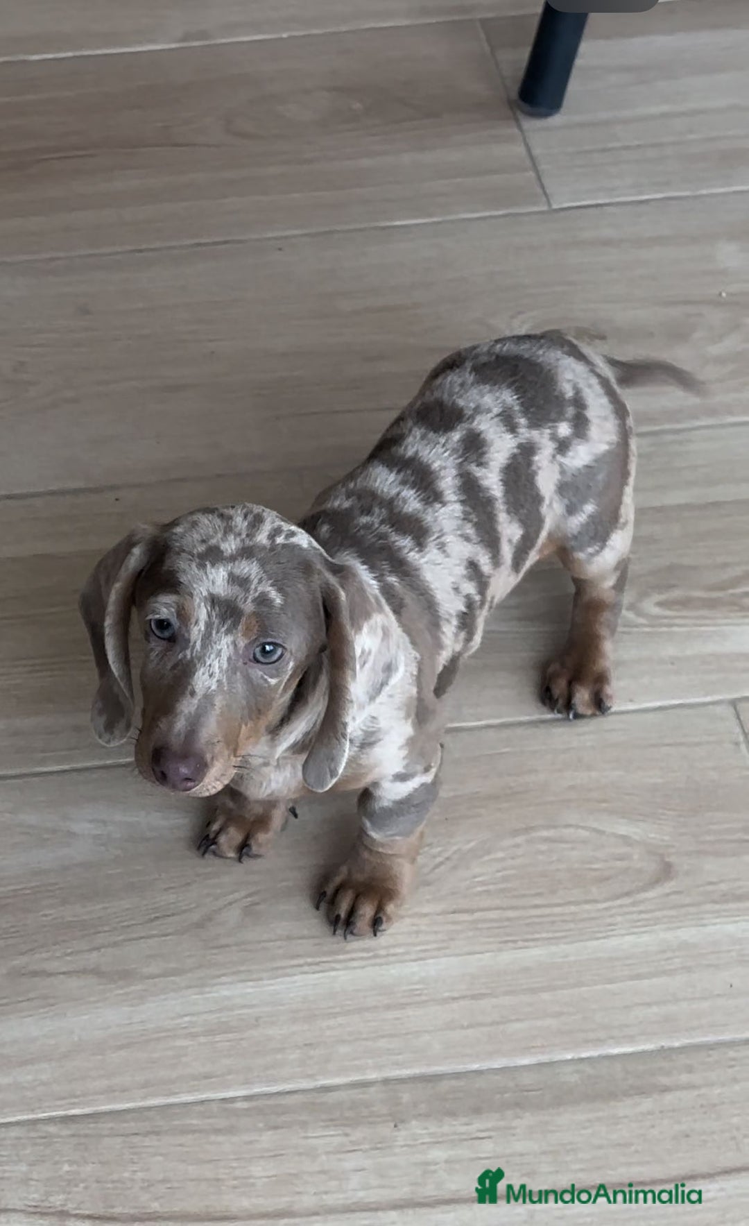 Teckel Miniatura perros en venta: Teckel mini - Anuncio 6