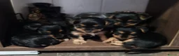 Yorkshire Terrier perros en venta: Camada de Yorkshire - Anuncio 2
