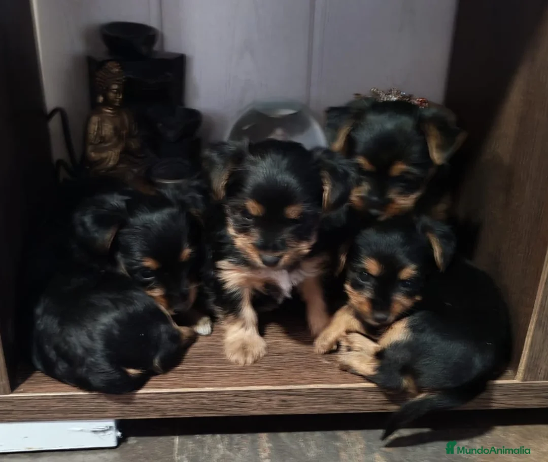 Yorkshire Terrier perros en venta: Camada de Yorkshire - Anuncio 2