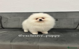 Pomerania perros en venta: 🧸🥇 Autentico Osito de Pomerania  - Imagen 3