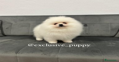 Pomerania perros - Anuncio 2