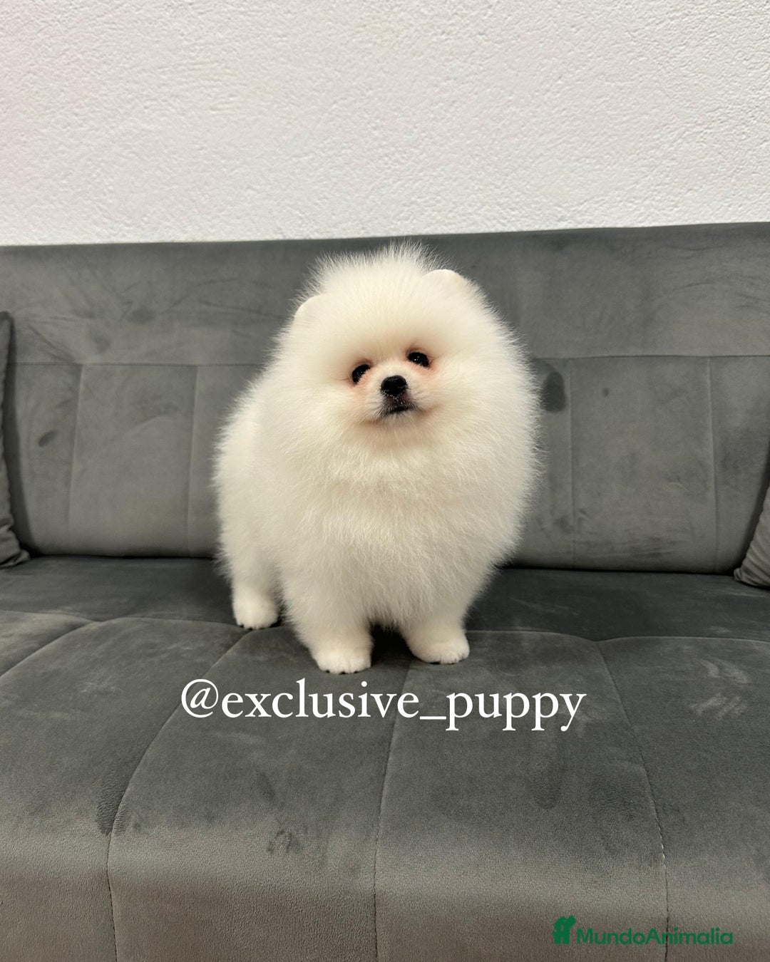 Pomerania perros en venta: 🧸🥇 Autentico Osito de Pomerania  - Imagen 3