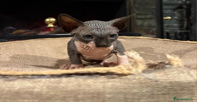 Sphynx gatos Gato esfinge  - Anuncio 8