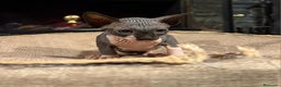Sphynx gatos en venta: Gato Sphynx  - Anuncio 3