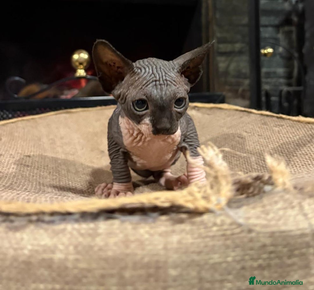 Sphynx gatos en venta: Gato Sphynx  - Anuncio 3