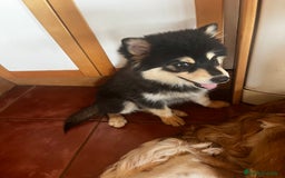 Pomsky perros en venta: Pomsky - Imagen 3