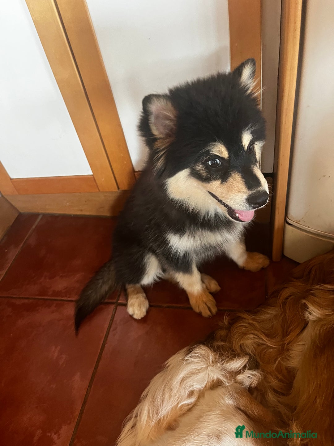 Pomsky perros en venta: Pomsky - Imagen 3