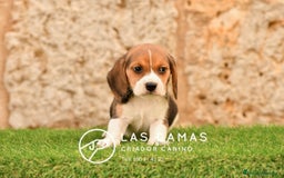 Beagle perros en venta: Beagle tricolor - Imagen 4