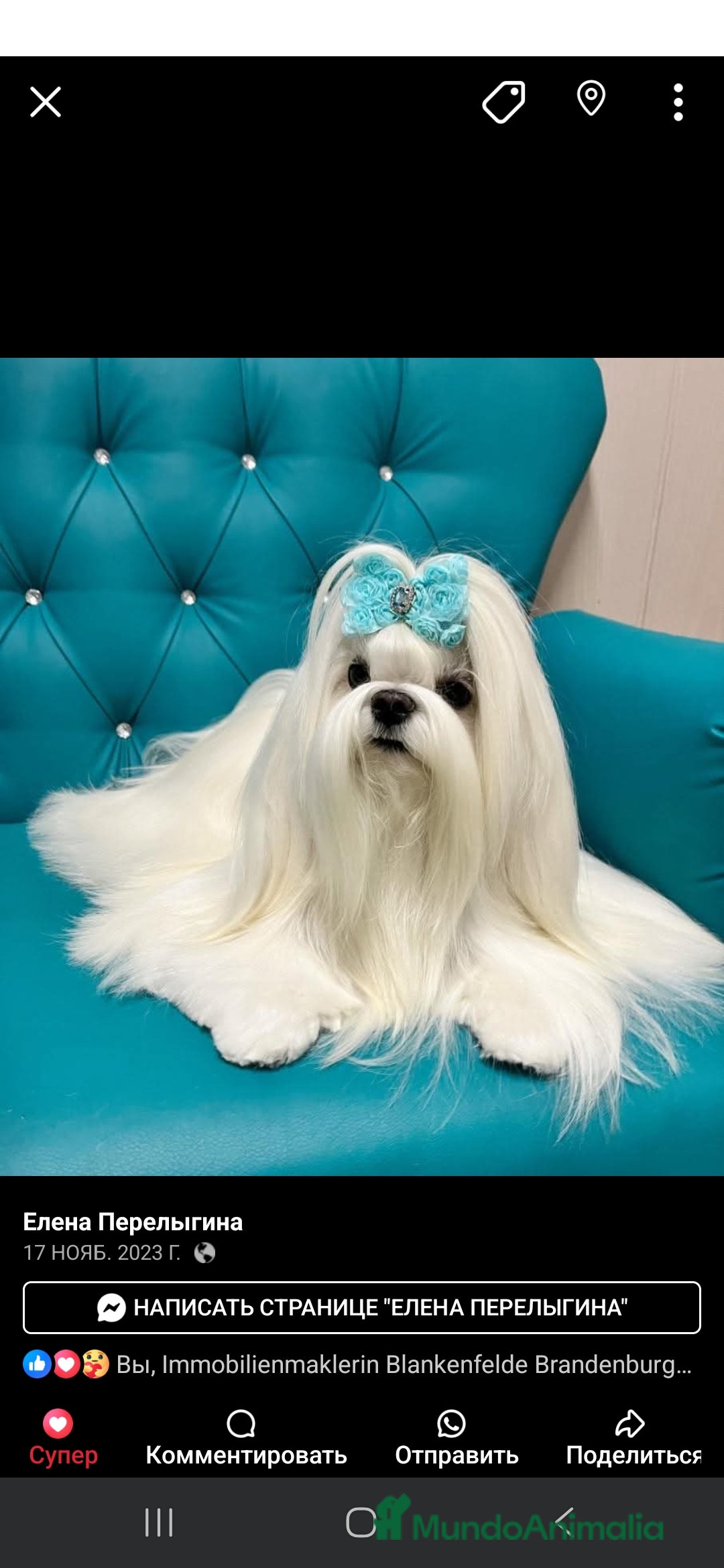 Bichón Maltés perros en venta: Machito Coreano puro Tokio  - Anuncio 5