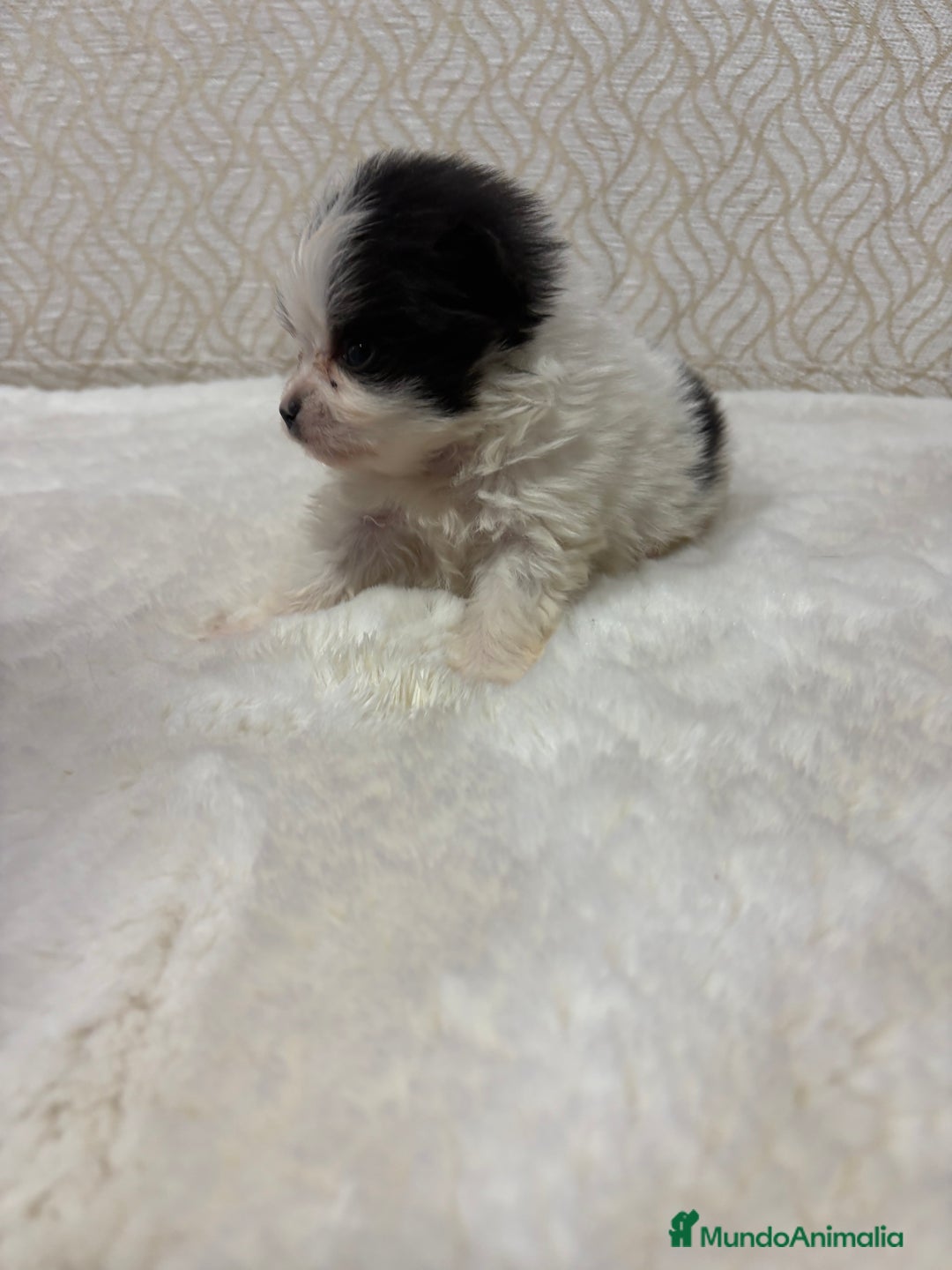 Pomerania perros en venta: Lulu Pomerania macho mini Toy color party - Anuncio 11