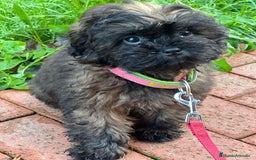 Shihpoo perros en venta: Preciosos Cachorritos  ShihPoo en Villarta - Imagen 8