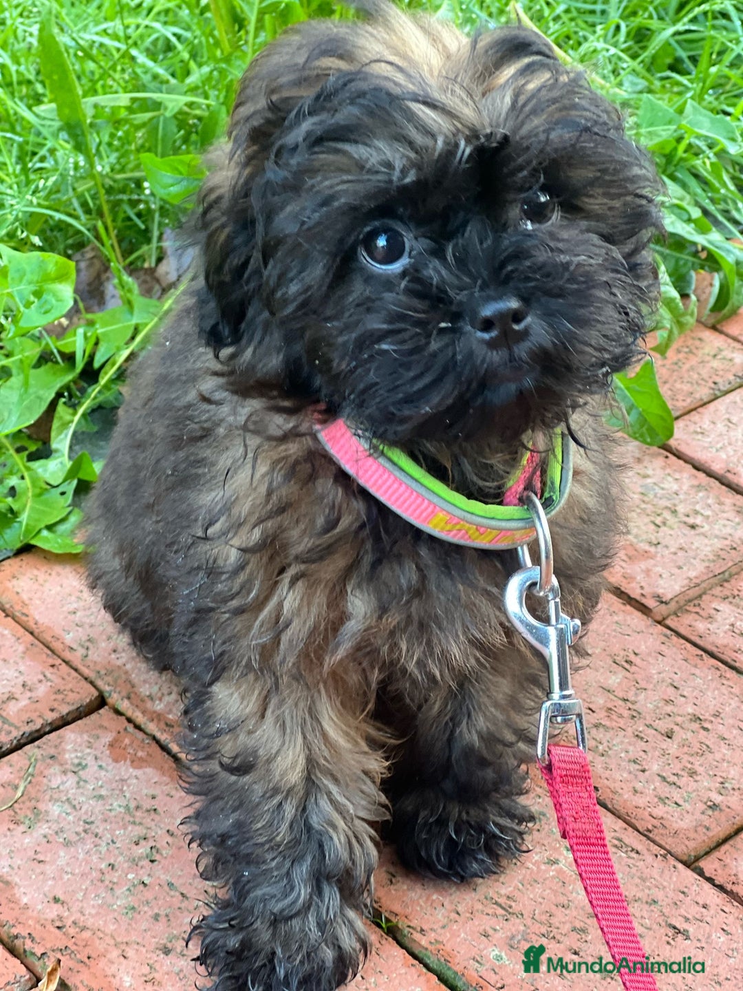Shihpoo perros en venta: Preciosos Cachorritos  ShihPoo en Villarta - Imagen 8