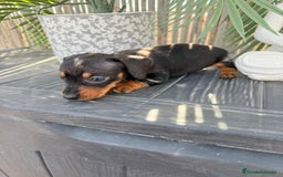 Teckel Miniatura perros en venta: Teckel miniatura  - Imagen 3