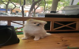 Pomerania perros en venta: Camada de pomerania en Albacete - Imagen 2