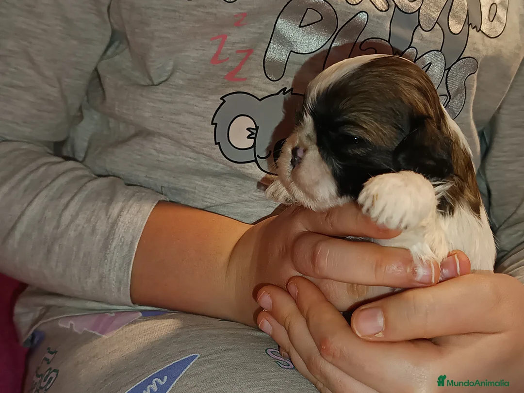 Shih Tzu perros en venta: Shih Tzu de Mumbrafer - Anuncio 10