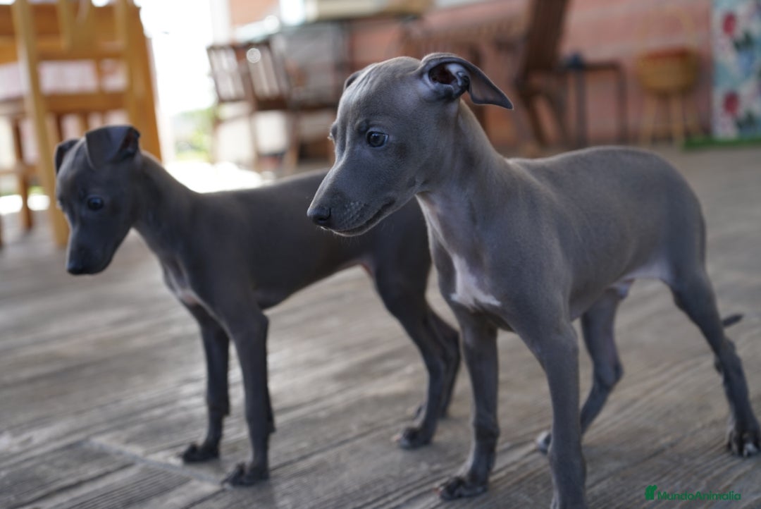 Pequeño Lebrel Italiano perros en venta: 🌟 Sirius y Selena – Galgos italianos blue 🐾 - Imagen 12